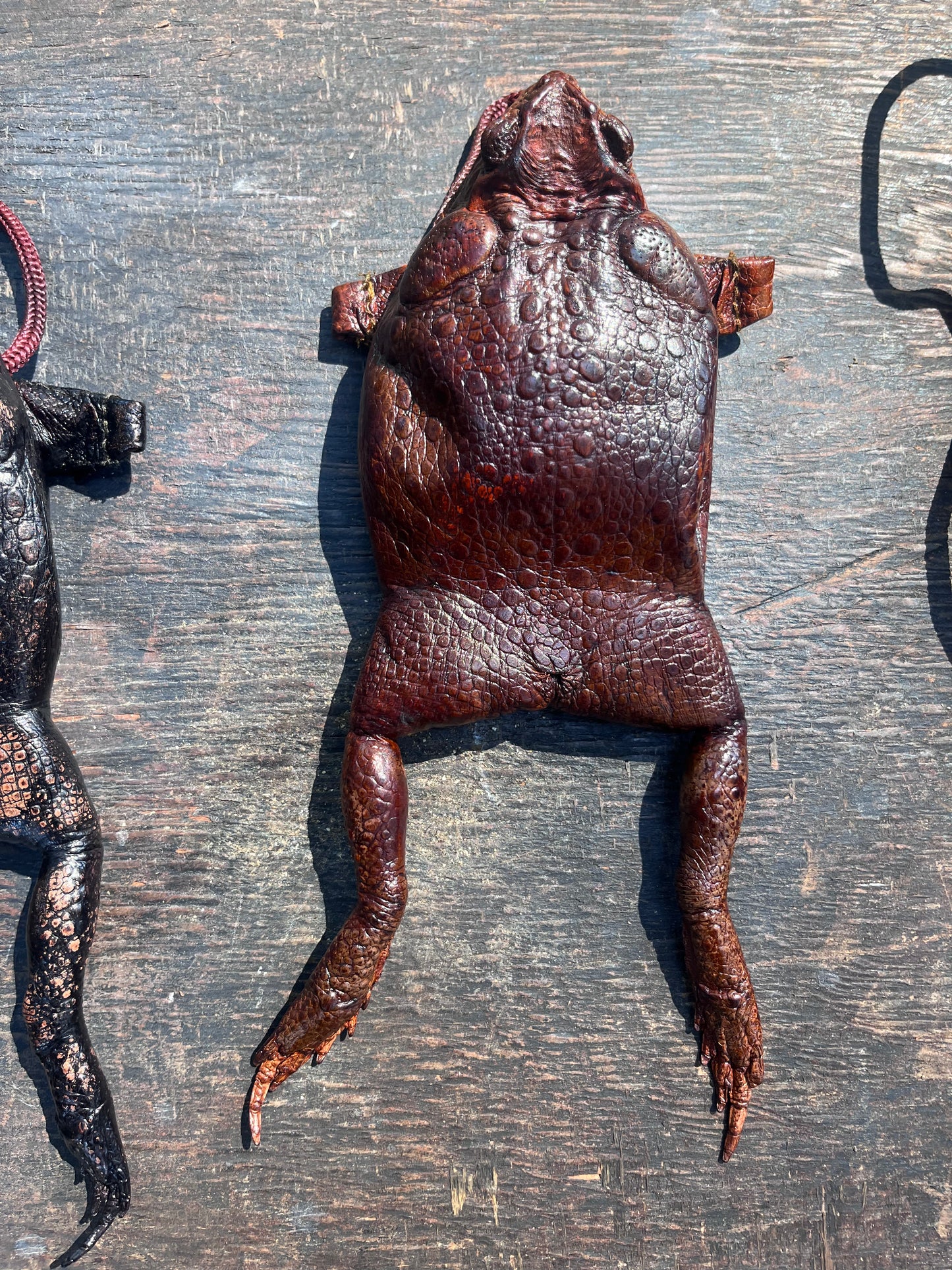 Cane Toad Purse