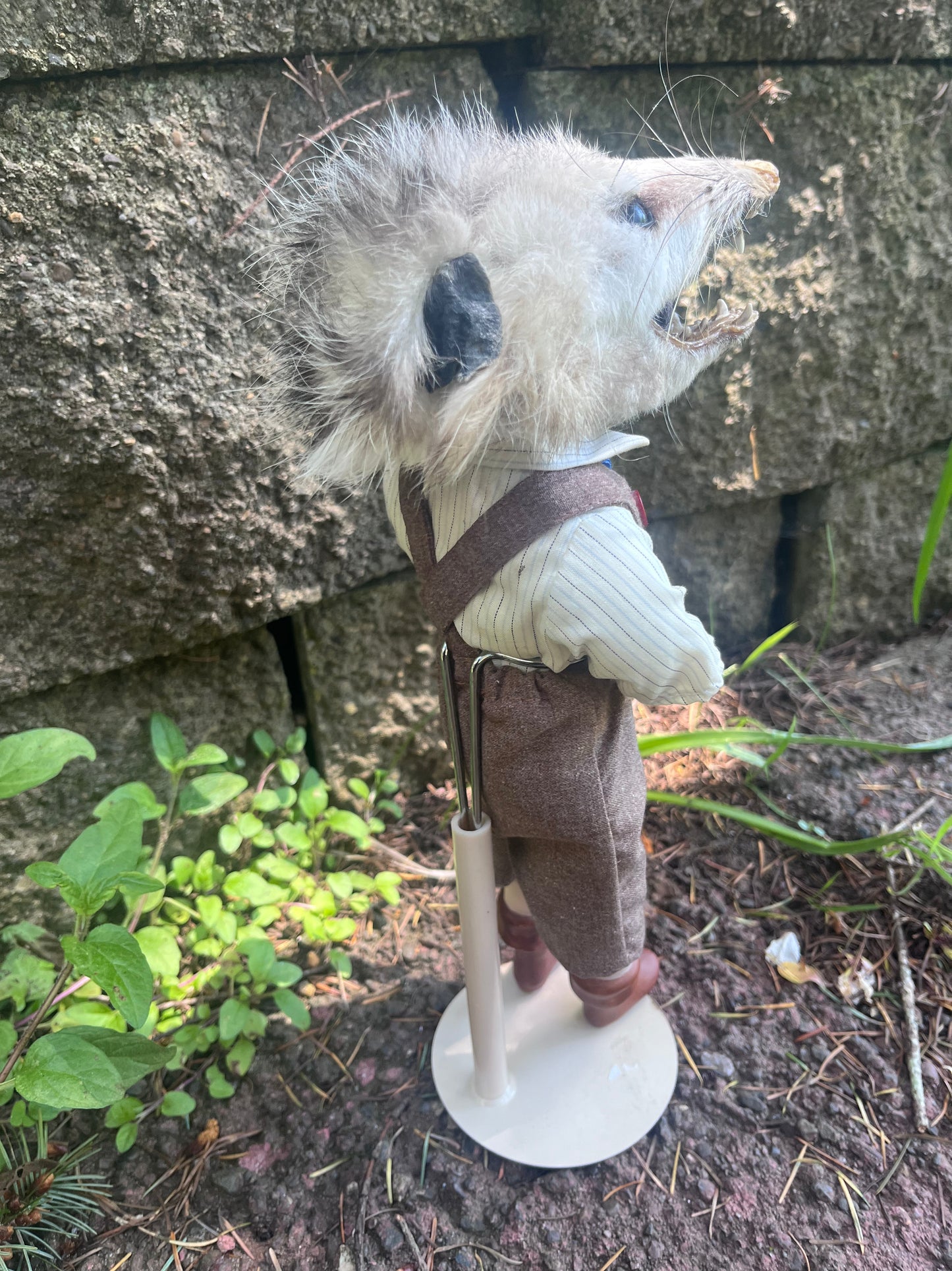 Opossum Jack