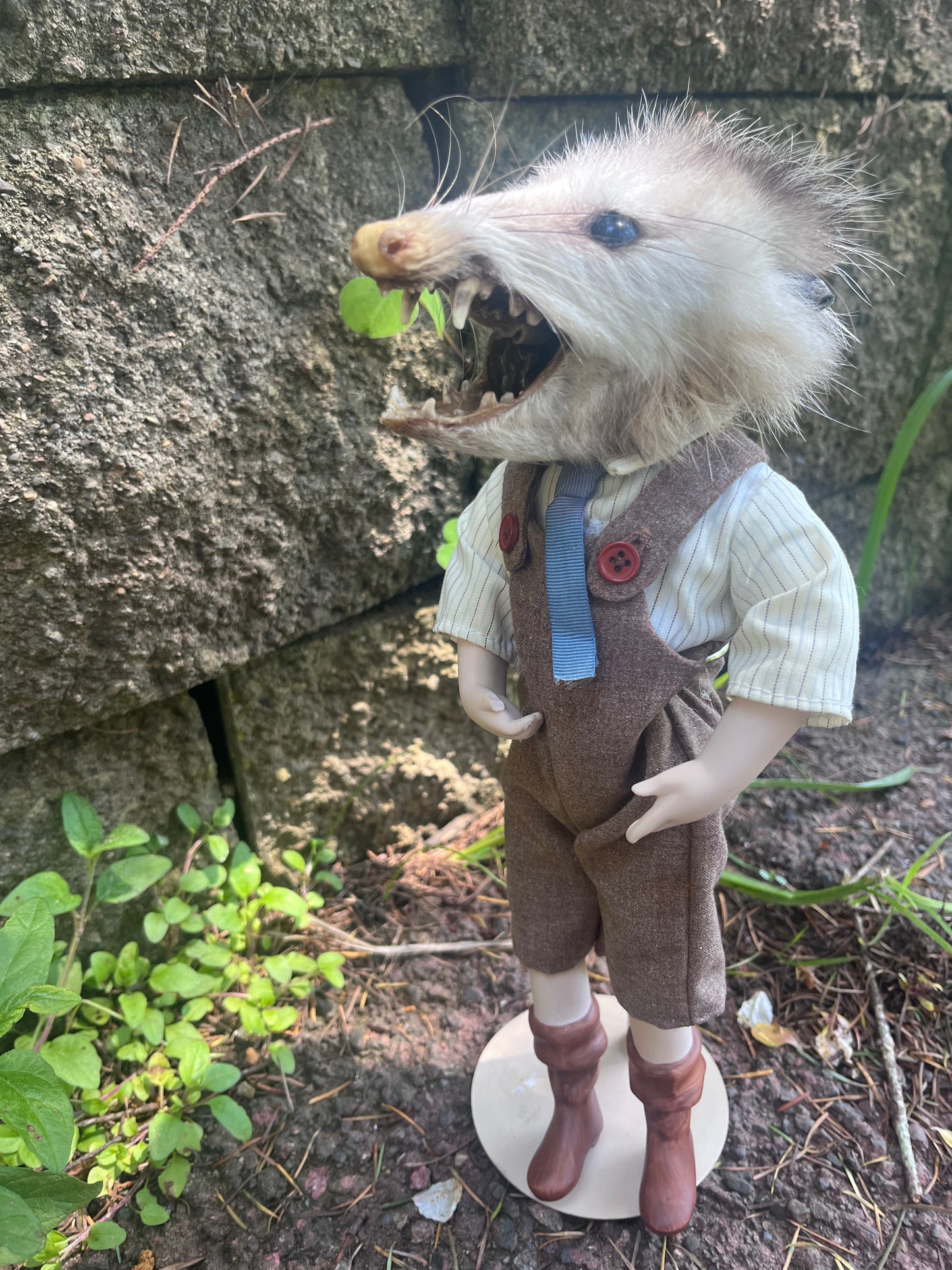 Opossum Jack